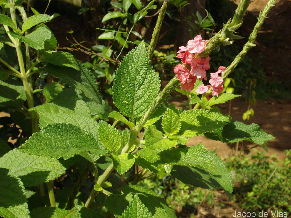 Stachytarpheta mutabilis (Jacq.) Vahl